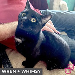 Thumbnail photo of Whimsy (bonded with Wren) #3