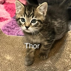 Thumbnail photo of Thor #2