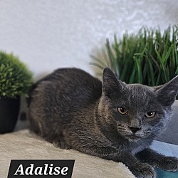 Photo of Adalise