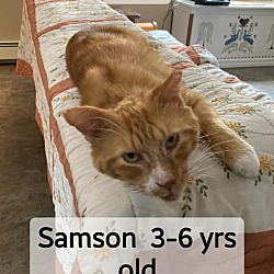 Thumbnail photo of Samson #1