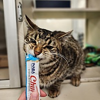 adopt a pet