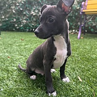 adopt a pet