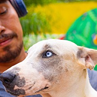 adopt a pet