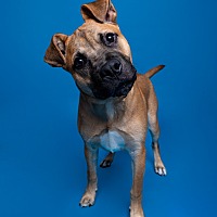 adopt a pet