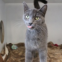 adopt a pet