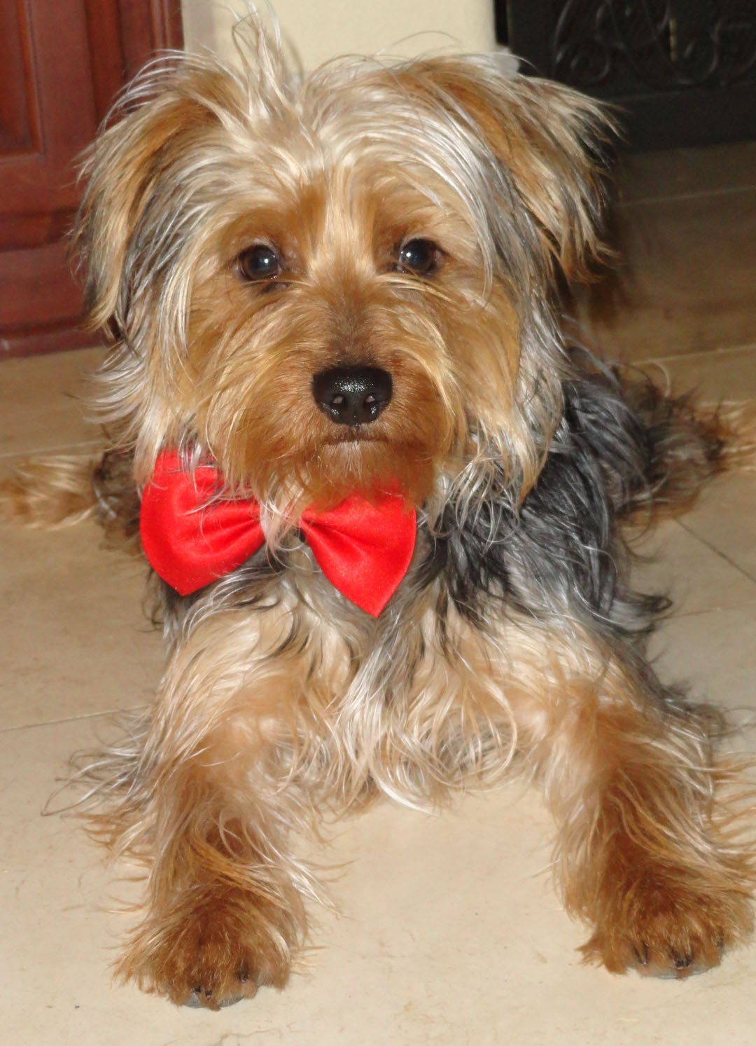 boy yorkie