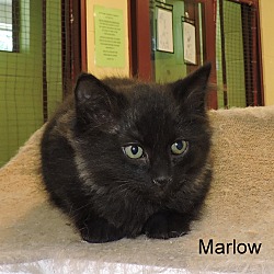 Thumbnail photo of Marlow #3