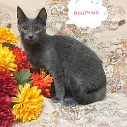 Photo of Animus