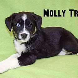 Thumbnail photo of Molly Train #2