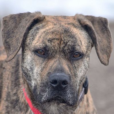 Huntley, IL - American Staffordshire Terrier/Plott Hound. Meet DeeDee a ...