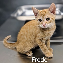 Thumbnail photo of Frodo #3
