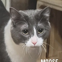 Photo of MOOSE