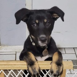 Photo of Hulahoop **Off-Site Foster Home**