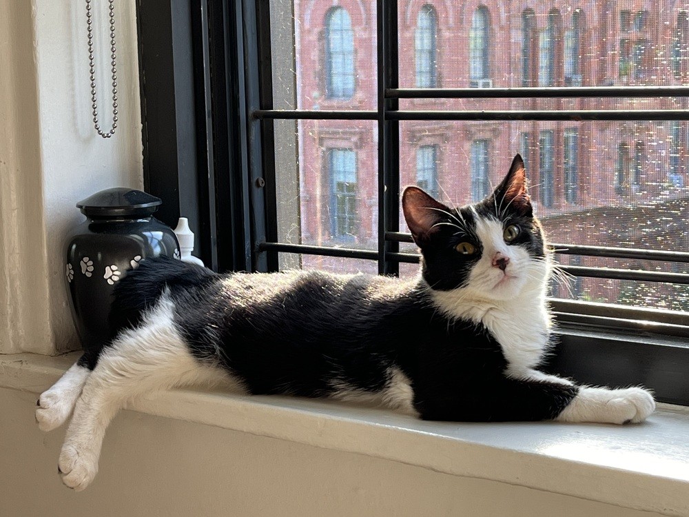 Adopt Maple A Black & White Or Tuxedo Domestic Shorthair (short Coat ...