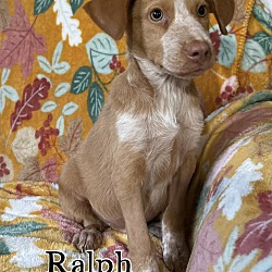 Thumbnail photo of Ralph #2