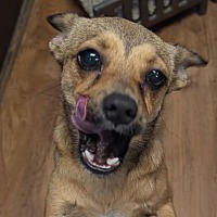 adopt a pet