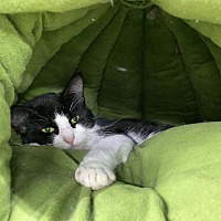 adopt a pet