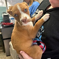 adopt a pet