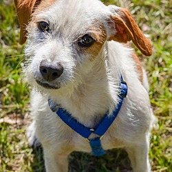 Conyers, GA - Jack Russell Terrier. Meet Joey a Pet for Adoption ...