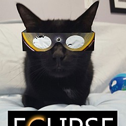 Thumbnail photo of Eclipse #4
