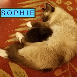 Thumbnail photo of SOPHIE-new home 9-22 #2