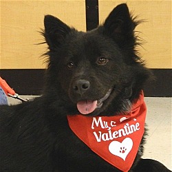 Photo of Wolfie**ADOPTED**