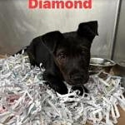 Thumbnail photo of Diamond Gem #4