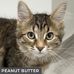 Thumbnail photo of Peanut Butter #3