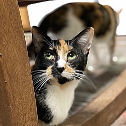 Chicago, Il - Domestic Shorthair. Meet Rita A Pet For Adoption 