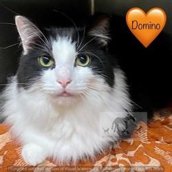Photo of DOMINO