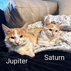 Thumbnail photo of Saturn #4