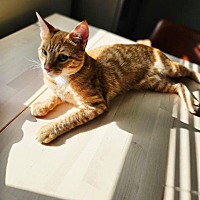 adopt a pet
