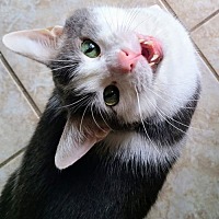 adopt-pet
