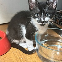 adopt a pet