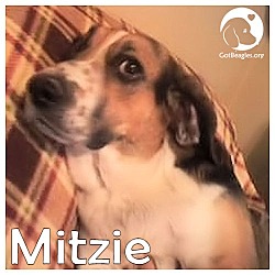 Thumbnail photo of Mitzie #1