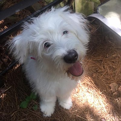 old english sheepdog rescue southeast