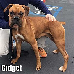Thumbnail photo of Gidget #2