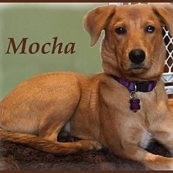 Thumbnail photo of Mocha (Riley) #2
