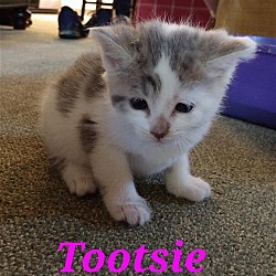 Photo of Tootsie