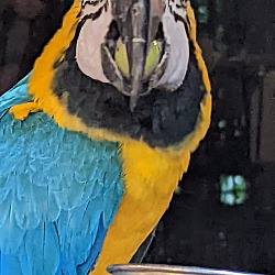 Thumbnail photo of Annie The BlindBlueNGold Macaw #2