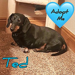 Photo of Ted