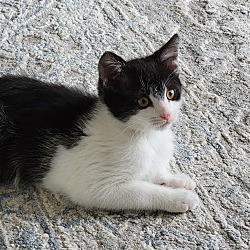 Photo of Smores-Playful Kitten
