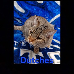 Photo of Dutches
