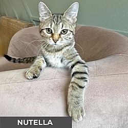 Thumbnail photo of Nutella #4