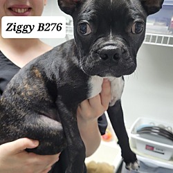 Photo of Ziggy B276
