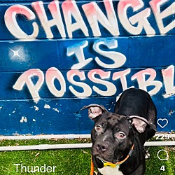 Thumbnail photo of Thunder #3