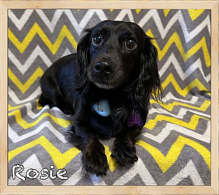 Orlando, FL - Dachshund. Meet Rosie a Pet for Adoption - AdoptaPet.com