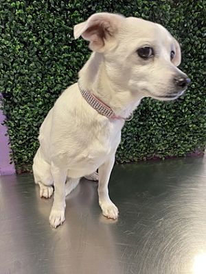 El Paso, TX - Chihuahua. Meet 56080663 a Pet for Adoption - AdoptaPet.com