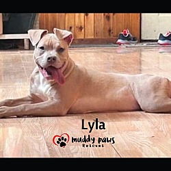 Thumbnail photo of Lyla (Courtesy Post) #3