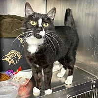 adopt a pet